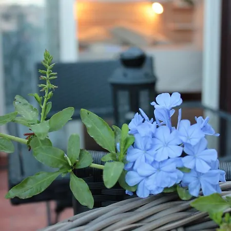 特蕾萨多摩住宿加早餐旅馆 4*